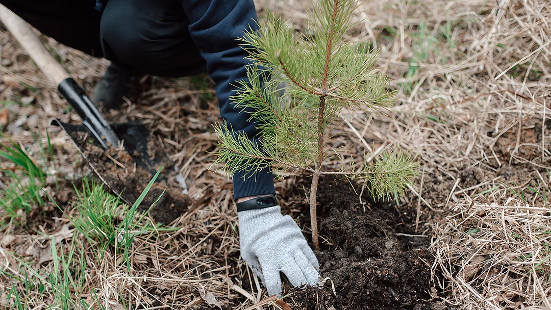 Baumpflege Trommer Leistungen Baumpflanzung Bäume pflanzen