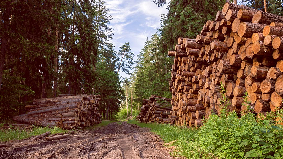 Baumpflege Trommer Leistungen Forstarbeiten
