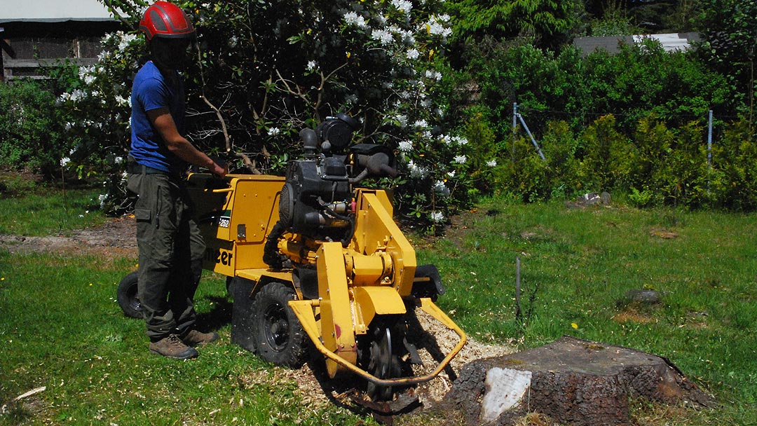 Baumpflege Trommer Leistungen Wurzelstockfräsen